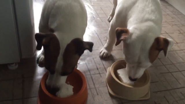 Джек Рассел любит творожок! / Jack Russell loves cottage cheese смотреть онлайн