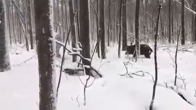 Прикол!!!Охота на кабана. смотреть онлайн