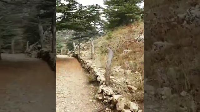 Ливанские кедры смотреть онлайн