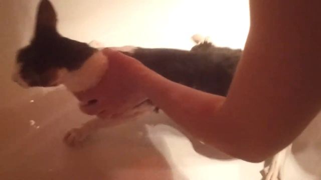 Что будет, если намочить кота смотреть онлайн