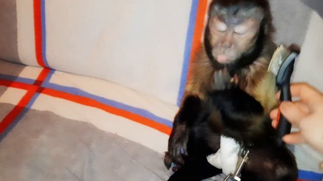 Обычный вечер маленькой домашней обезьянки Алексы! смотреть онлайн