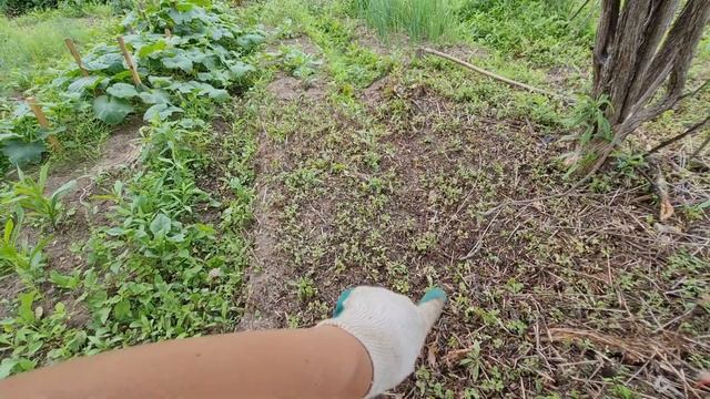 ДАЧА, СДЕЛАЛИ ОЧЕНЬ МНОГО 20.07.2021 смотреть онлайн