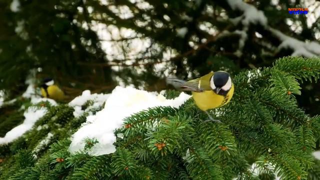 Ольга Четоева "Гармошка русская" смотреть онлайн