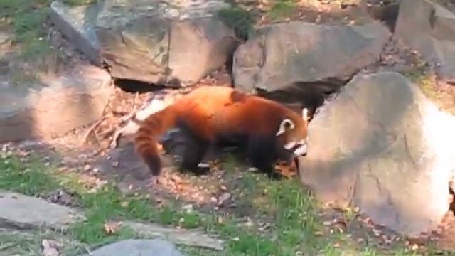 another red panda/firefox video смотреть онлайн