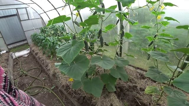 Огурцы доросли до потолка. Что делать дальше? смотреть онлайн