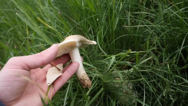 Pilze ohne Ende | Alle Morchelarten sammeln | 4 Morchel Arten im eigenen Garten смотреть онлайн