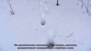 Следы волка: как отличить и что нужно знать