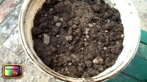 ВЫРАЩИВАНИЕ ПОМИДОР ВВЕРХ НОГАМИ ЧАСТЬ 1