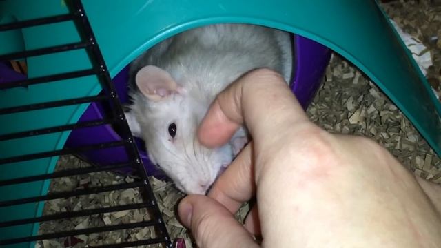 Rats are ADORABLE - Cute Rat Compilation! смотреть онлайн