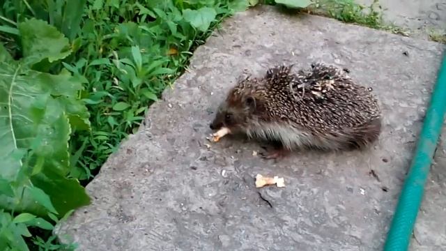 ОПАРЫШИ В ЕЖИКЕ смотреть онлайн