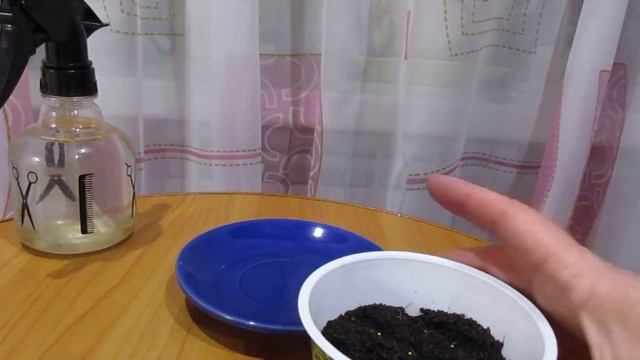 Сею эустому низкорослую на грунт. смотреть онлайн