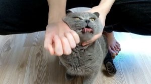 Даем Котэрвин коту Тихону