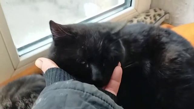 История появления кошки Снежульки.Собаки в восторге от лакомства!!!33хвоста смотреть онлайн