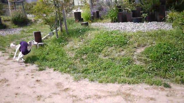 Saluki And Standardpoodle