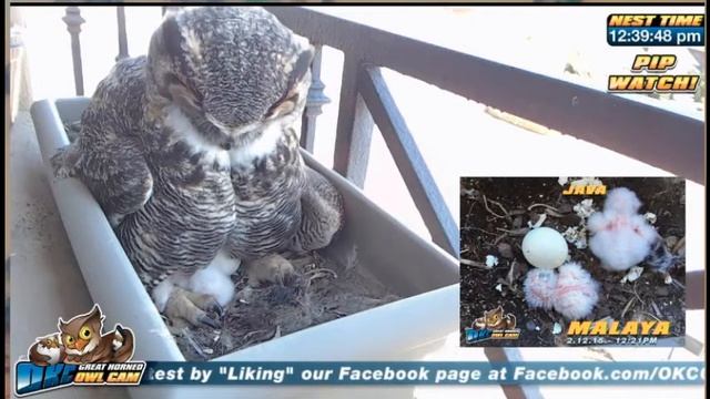 Java and Malaya sightings 2-13-15 смотреть онлайн