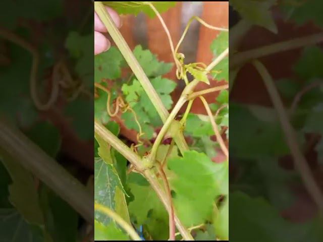 Зал Славы. Результат прекрасный, но куст перегружен и опасения хозяйки не напрасны. смотреть онлайн