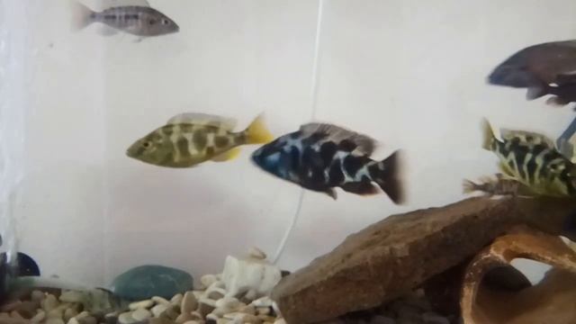 Расселил цихлид Утака и Мбуна по разным аквариумам и добавил новичков. смотреть онлайн
