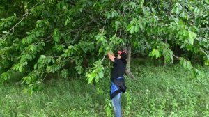 Часть 7. Мартин на черешне