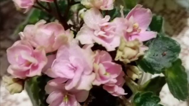 Фиалка в моей коллекции Petite Blarney (H. Pittman). смотреть онлайн