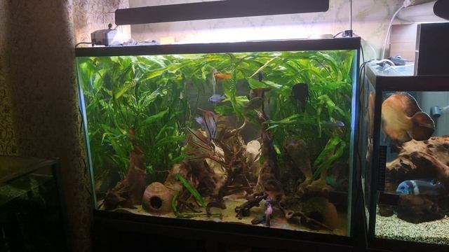 Аквариумы на 250 и 400 литров от 3 ноября 2023 года. смотреть онлайн