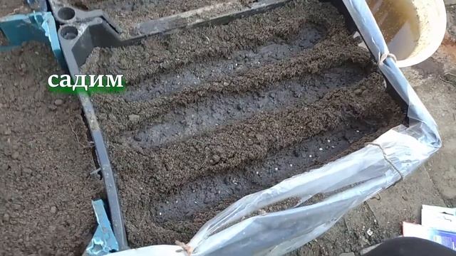 Делаем теплицу из подручных материалов  - пластиковых ящиков