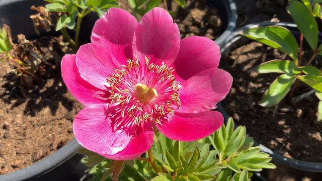 Peony - Anemoniflora 4K