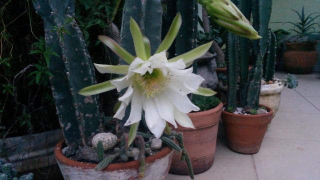 Cacti and Succulents : Mandacaru, Cereus jamacaru, Brazilian cactus смотреть онлайн