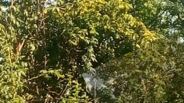 Коллаж дачный смотреть онлайн