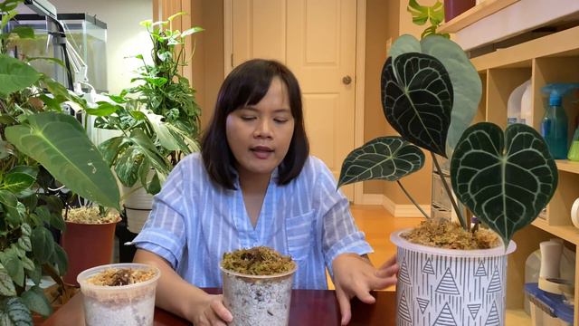 How to Propagate Series (3) | Anthurium Clarinervium смотреть онлайн