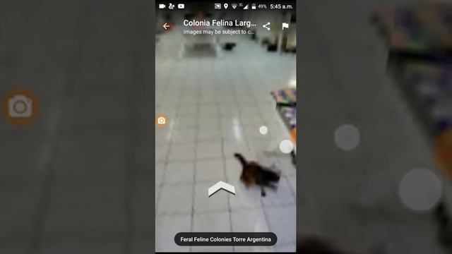 Google map in cat's - largo di torre Argentina Rome, metropolitan city part two Italy "cat" смотреть онлайн