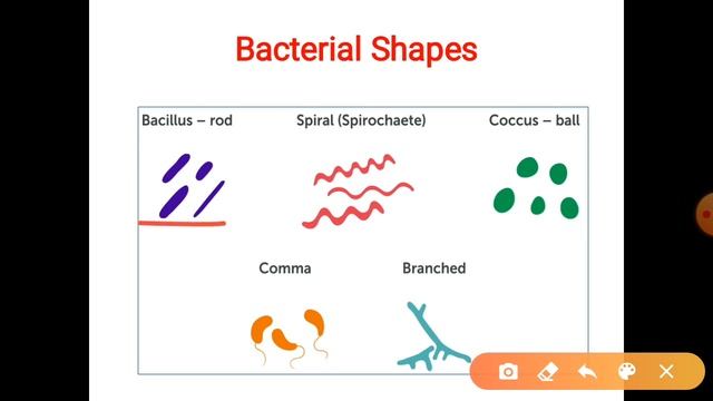 Types of Microorganisms | Viruses | Bacteria | Protozoa | Algae | Fungi | NEET | Microorganisms смотреть онлайн