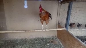 Юрловский голосистый петух