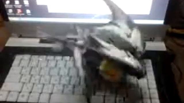 попугай рома чистит себя))) смотреть онлайн