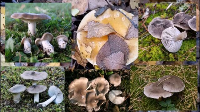 РЯДОВКА. ЧТО ЭТО ЗА ГРИБ ТАКОЙ? смотреть онлайн