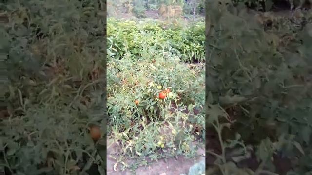 Собираем помидоры. смотреть онлайн