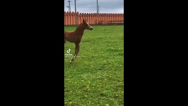 Эдит лошади ???. смотреть онлайн