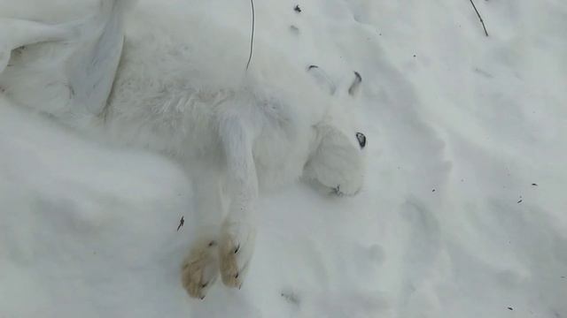 Петли на зайца. Часть3. смотреть онлайн