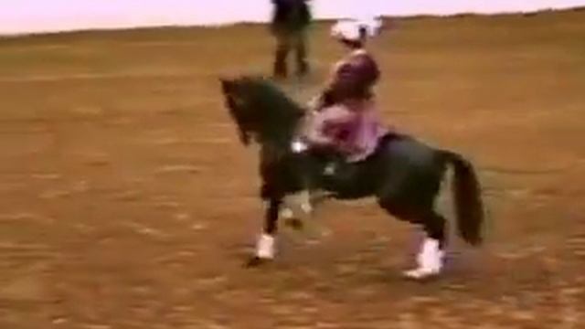 Lusitano Profile of Piaffe and Passage смотреть онлайн
