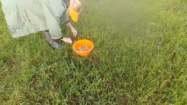 ЗА ГРИБАМИ - В ОГОРОД смотреть онлайн