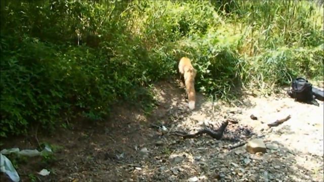 Выпуск лисы после реабилитации в дикую природу из Приморского Сафари-парка смотреть онлайн