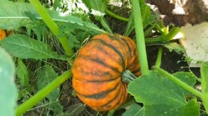 Тыква Конфетка. Стоит ли выращивать?