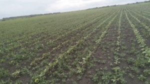 Трибенурон-метил на подсолнечнике экспресс 40 гр./га без прилипателя против мари белой.