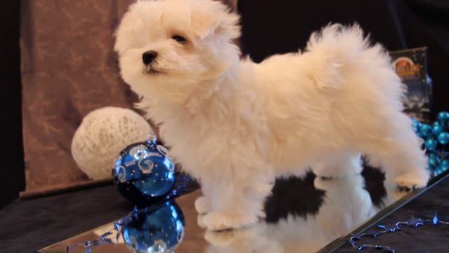 Maltese puppy Mystic Paradise maltese kennel смотреть онлайн