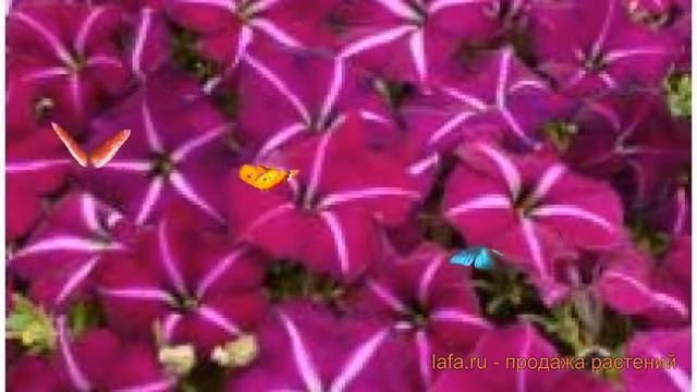 Петуния мультифлора Джоконда Парпл энд Вайт ? обзор: как сажать, семена петунии смотреть онлайн