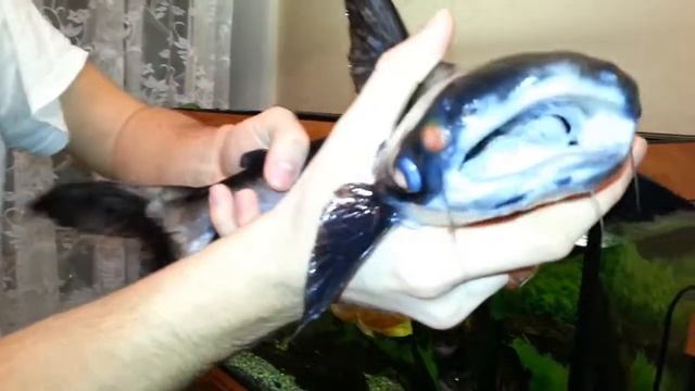 Лечение Пангасиуса 40 см. смотреть онлайн