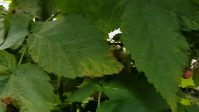 Саженцы малины Самохвал смотреть онлайн