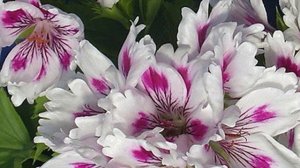 Почему не цветет королевская пеларгония и что с этим делать?