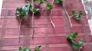 Фикус Барокк или Букле? Черенкование Фикуса.