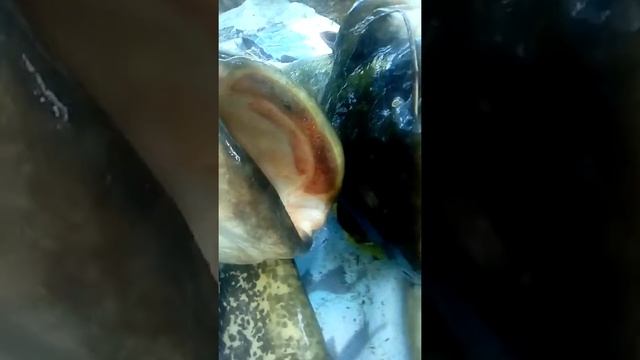 Крупный улов.Рыба:сом.Вес:70кг.Количество:5 шт. смотреть онлайн