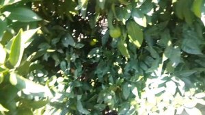 14.10.2019.Как плодоносит Авокадо в Сочи.